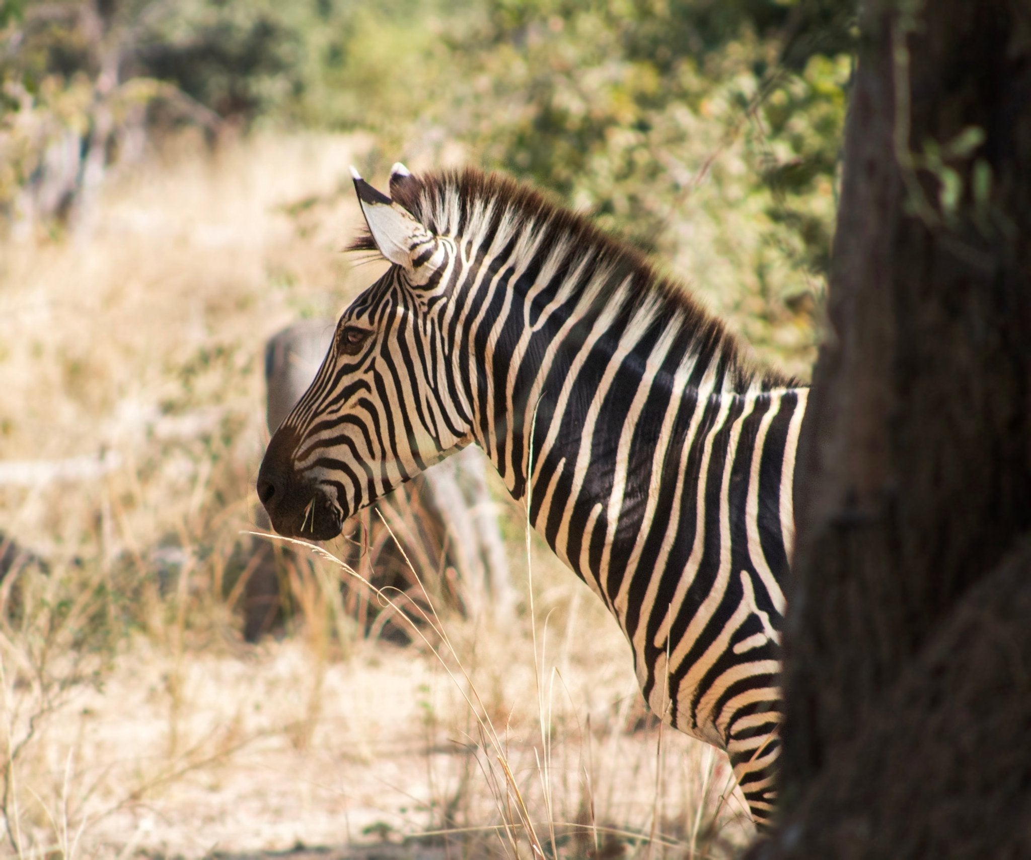 Safari Inspired Style - TRIBAL TEXTILES