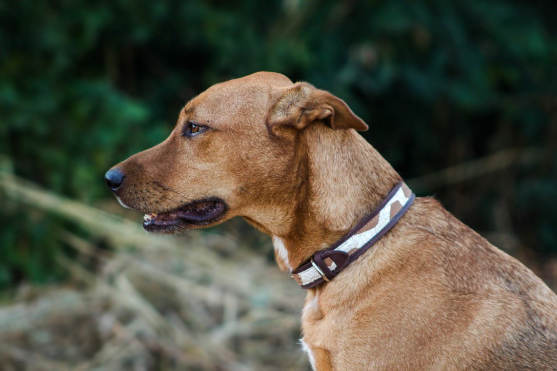 Sustainable giraffe lover dog collar print.