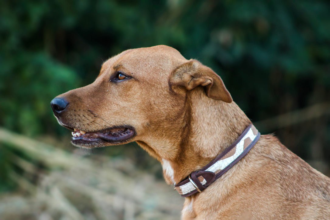 Organic pet dog collar, African made design on leather.