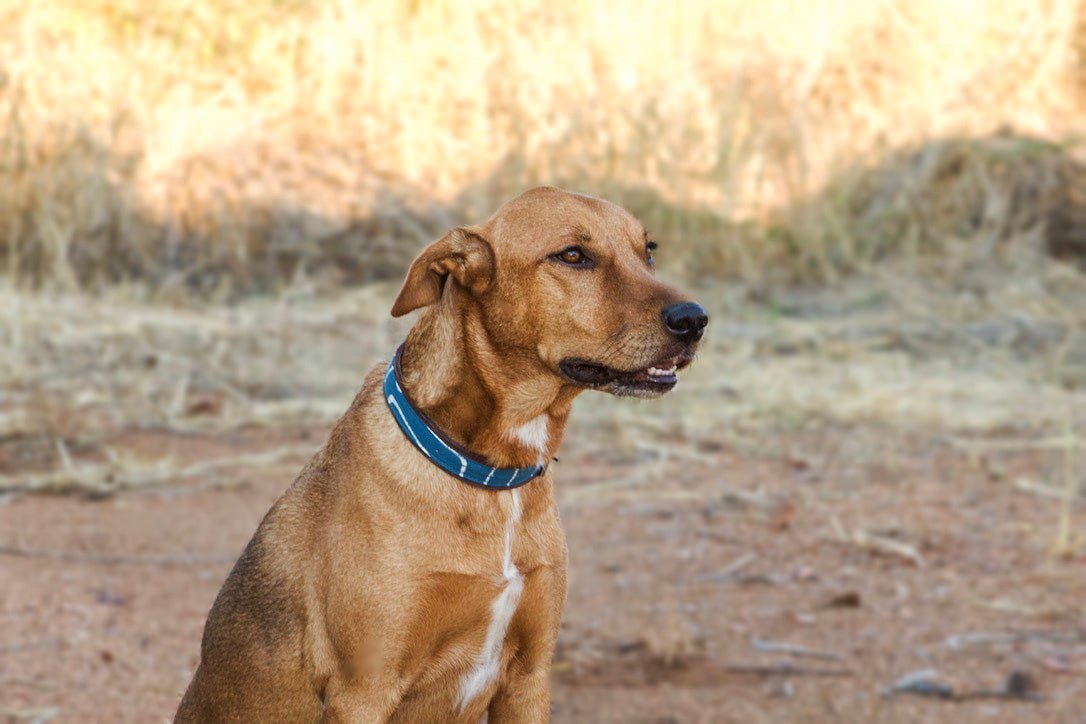Conservation South Luangwa dog collar in leather and 100% cotton African print.