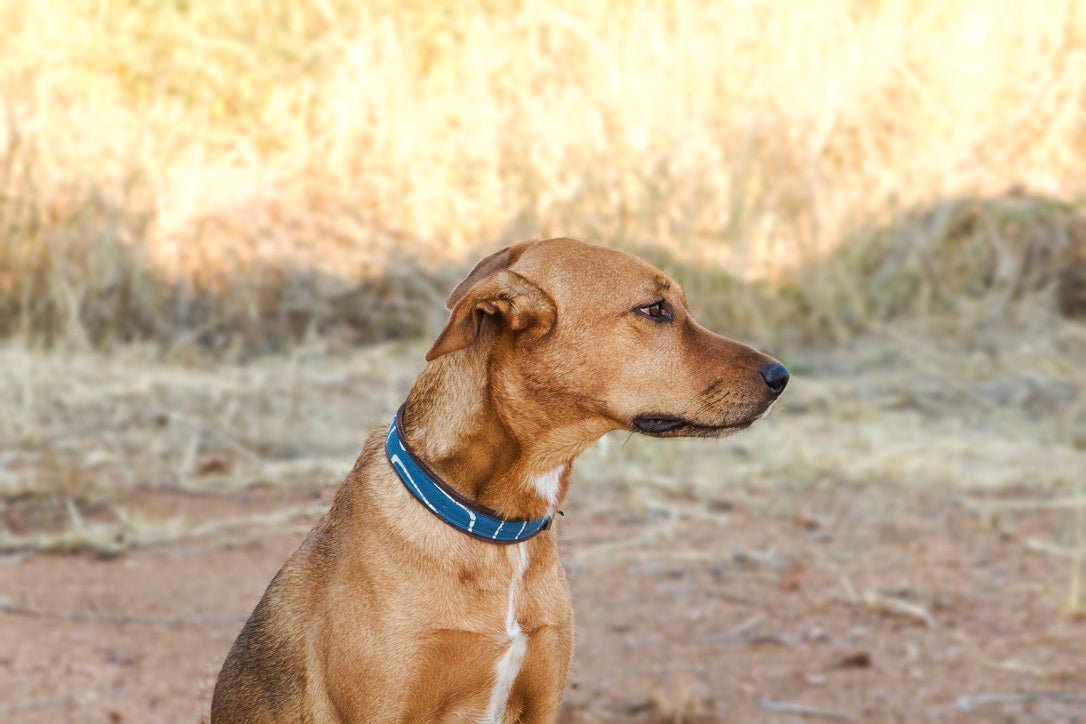 Leather dog collar, hand made in zambia for conservation in africa.
