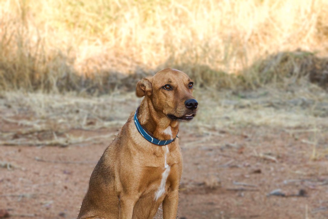 Leather dog collar made for conservation charity in blue african print.