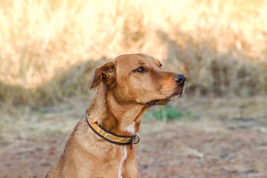 Leather and bold yellow mustard print dog collar.