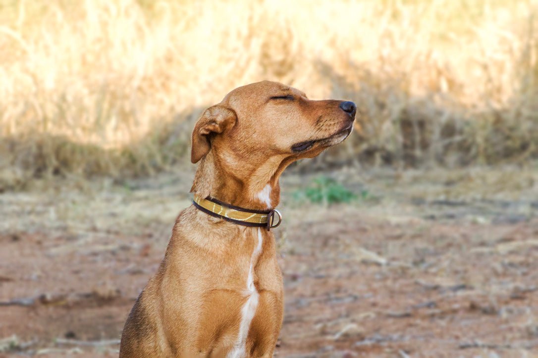 Handcrafted dog collar in yellow print and leather.