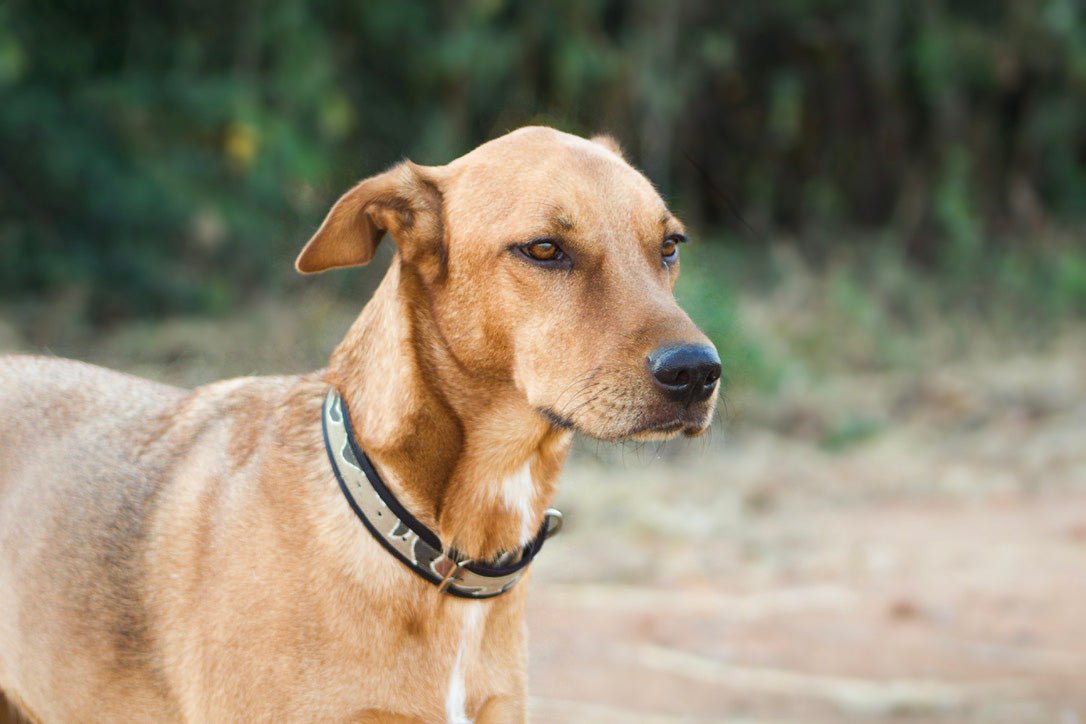 Handcrafted in africa for charity dog collar.