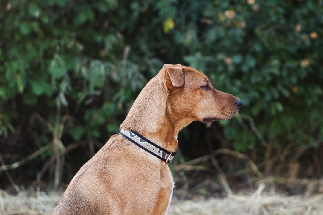 Charitable donation hand made dog collar with African print in leather.