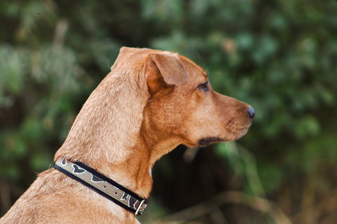 Ethically handcrafted leather dog collar with African batik print.