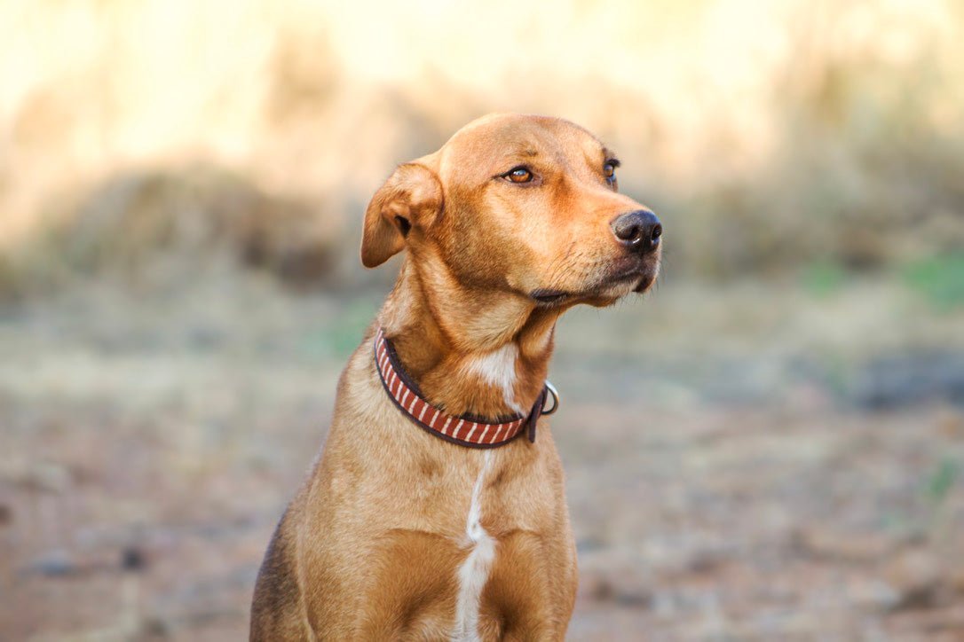 Handcrafted dog collar with rust African mud cloth pattern.